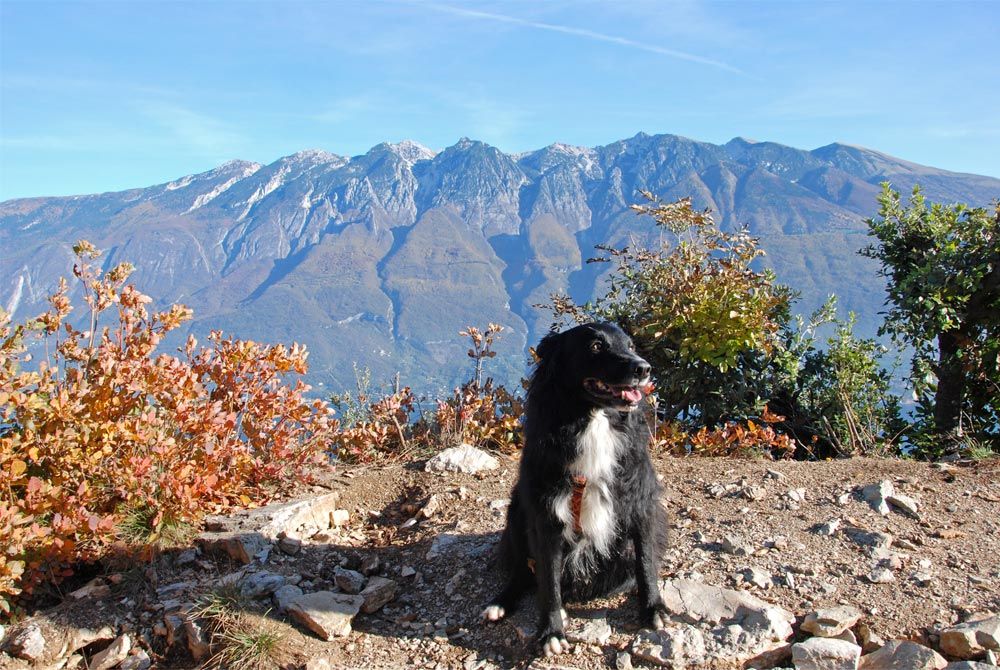 Urlaub mit dem Hund